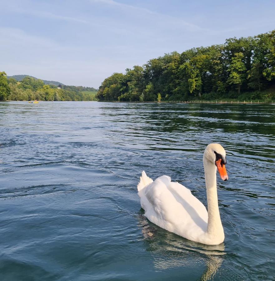 Ferienwohnung Rheinblick In Buesingen -Keine Monteure- Busingen 외부 사진